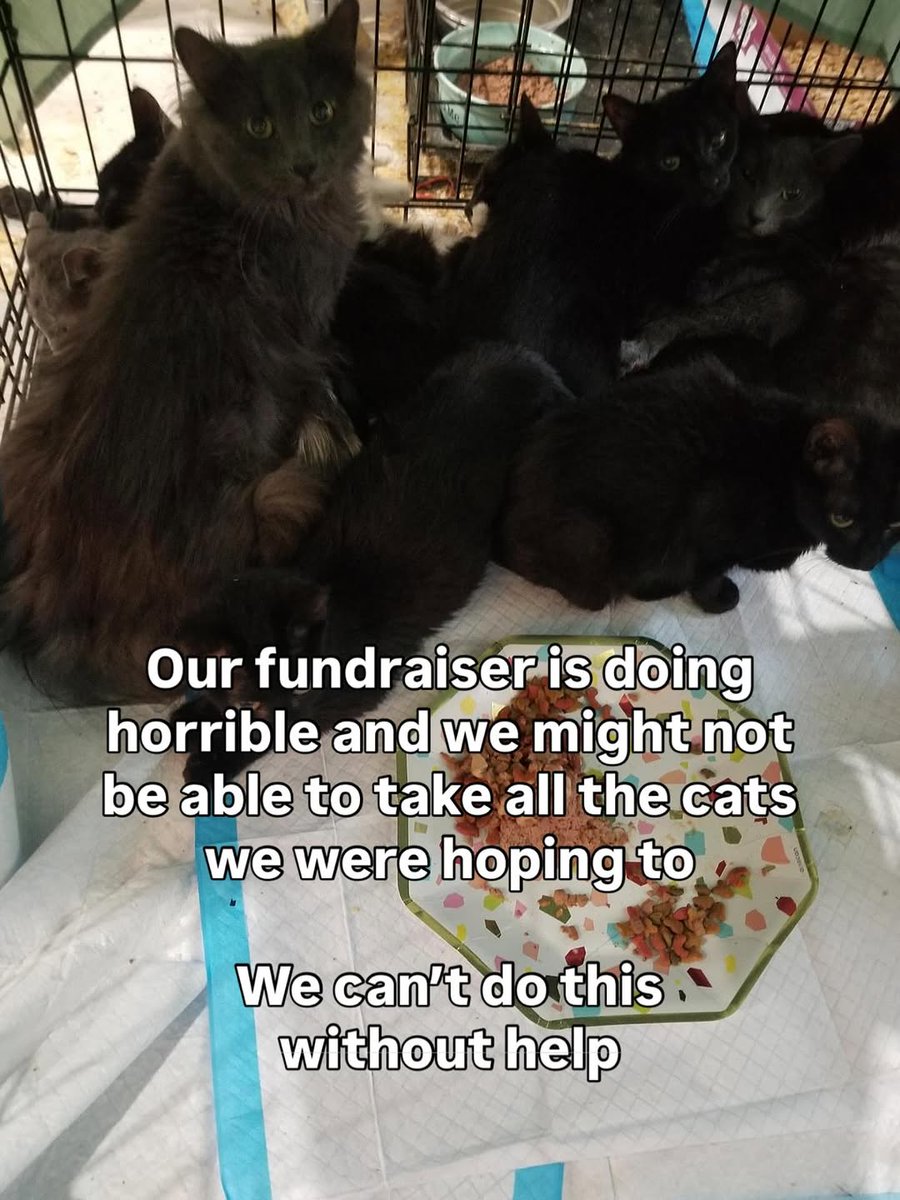 3369tjnx9457697's tweet image. ⚠️This is a small portion of the cats coming from one apartment. We want to help but we can’t without support. We are now being asked to take 7. We didn’t even make close to our goal.💔

#donatetohelp #donateforcats #donationsneeded #donatetosavelives #rescuecat #workinprogress