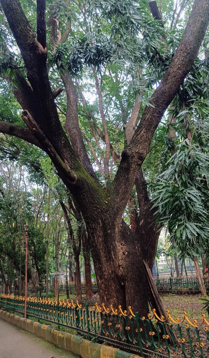 Bingo_mk's tweet image. #TreeTime #TreeFriends
#Theme_pic_India_Trees