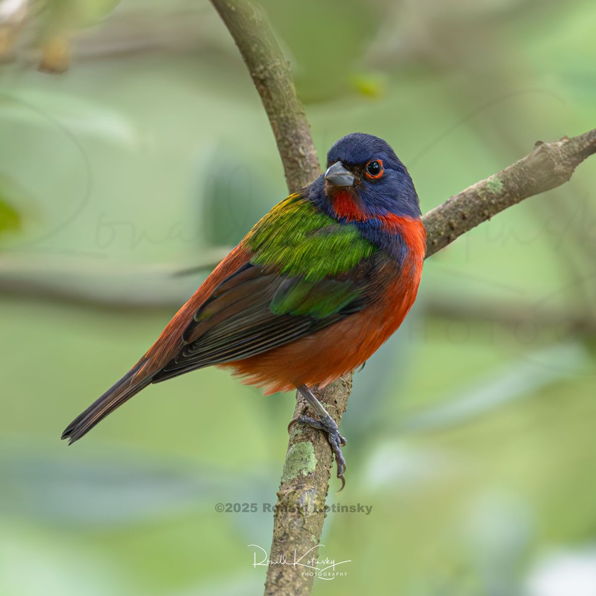 rkotinsky's tweet image. The Fall Migration - Painted Bunting
October 11th 20 25
Florida
-
Great to see the return of these beautiful birds. Always a challenge to find and always a long wait before they appear out of the heavy brush. Capturing a nice frame is in the shadows with twigs and leaves tests…