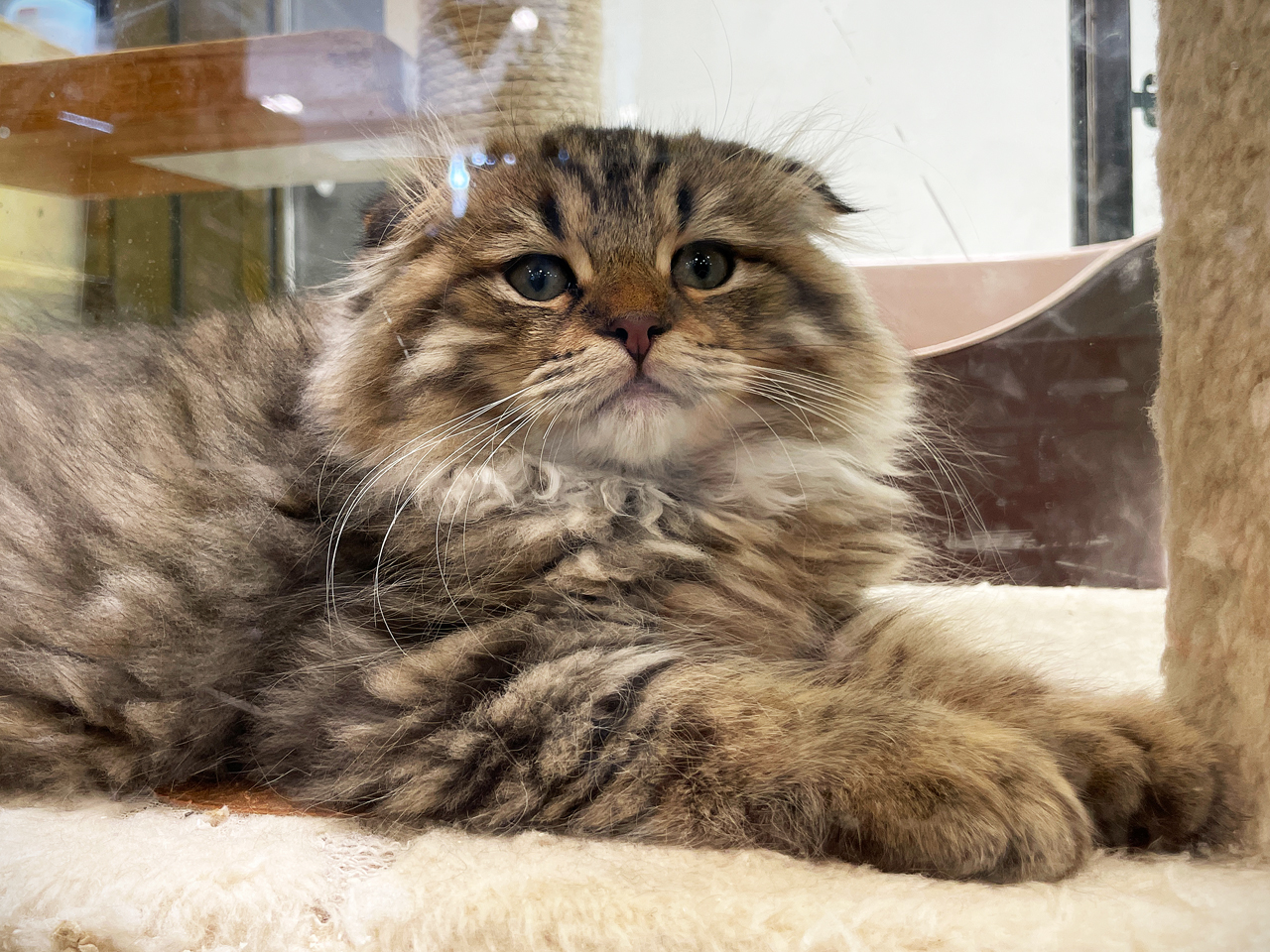 猫 楽天市場】キャッツアイ ピアス 猫目 ダイヤモンド K18 18金 猫