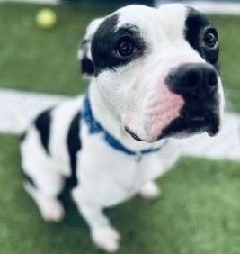 Moishe's Mom (@moishesmom) on Twitter photo Oden is a1️⃣yr old puppy who’s an owner surrender at the Queens ACC NYC😔
He’s🆕Hope 🛟💉🎯
Will you look at his solemn expression—he’s destroyed at his human’s betrayal😭
This Gorgeous puppy will be fast tracked to 💉list Pledge2️⃣🛟
<a href="/notthesameone2/">Not the Same</a>
nycacc.app/#/browse/236905 Oden is a1️⃣yr old puppy who’s an owner surrender at the Queens ACC NYC😔
He’s🆕Hope 🛟💉🎯
Will you look at his solemn expression—he’s destroyed at his human’s betrayal😭
This Gorgeous puppy will be fast tracked to 💉list Pledge2️⃣🛟
<a href="/notthesameone2/">Not the Same</a>
nycacc.app/#/browse/236905