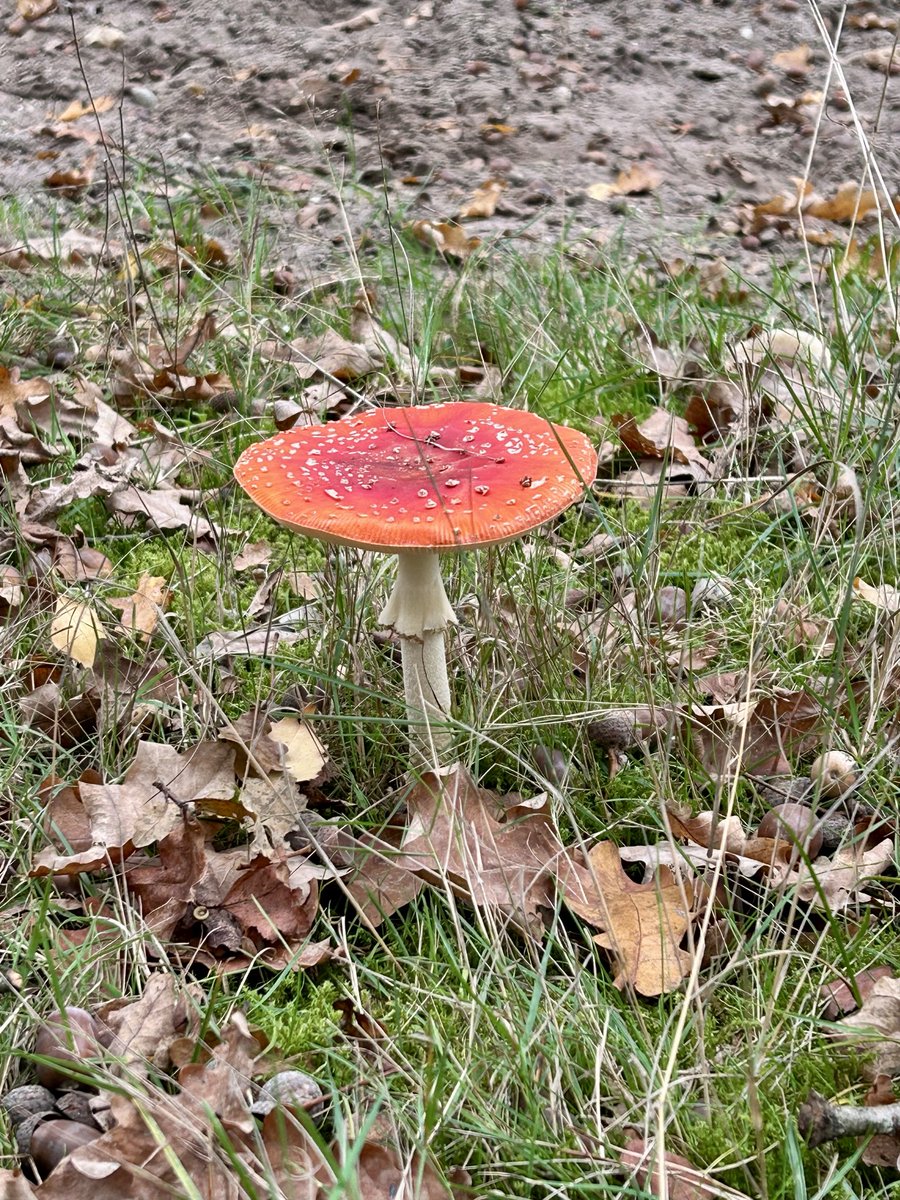 Prikkebeen wipt vandaag ergens anders