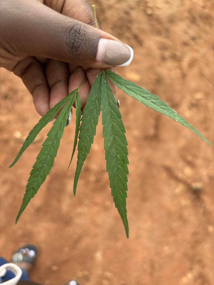 Wamma, what’s this guys??
