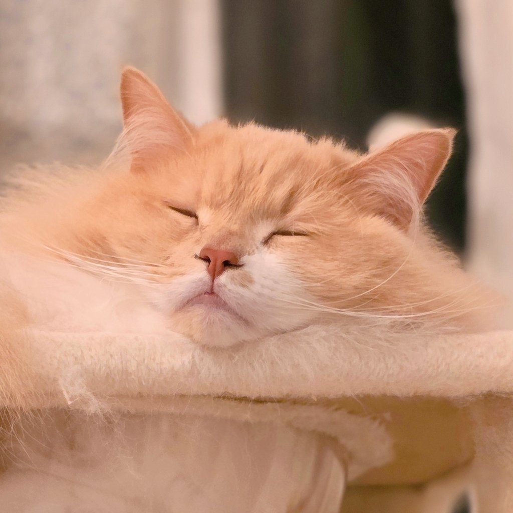 バロン様 バロン – OKAMURA Lifestyle Store