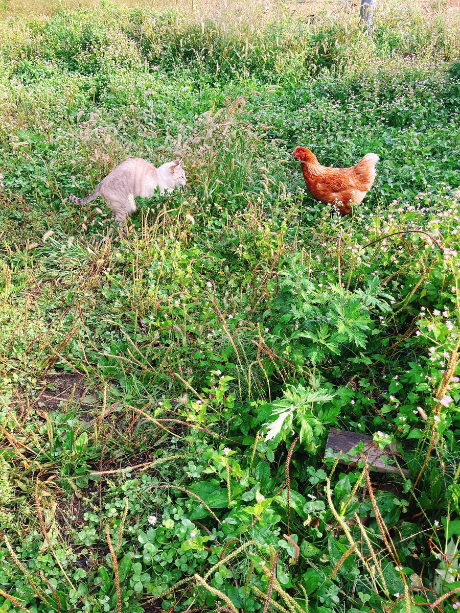 見合って見合って〜
#猫 #猫のいる暮らし