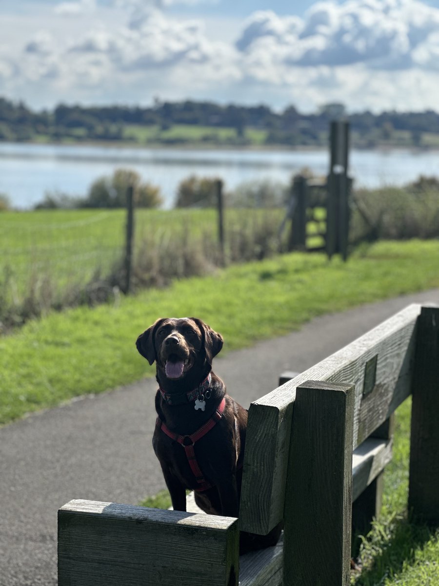CShank59's tweet photo. Happy place with happy dog https://t.co/GUPX7vcoM3