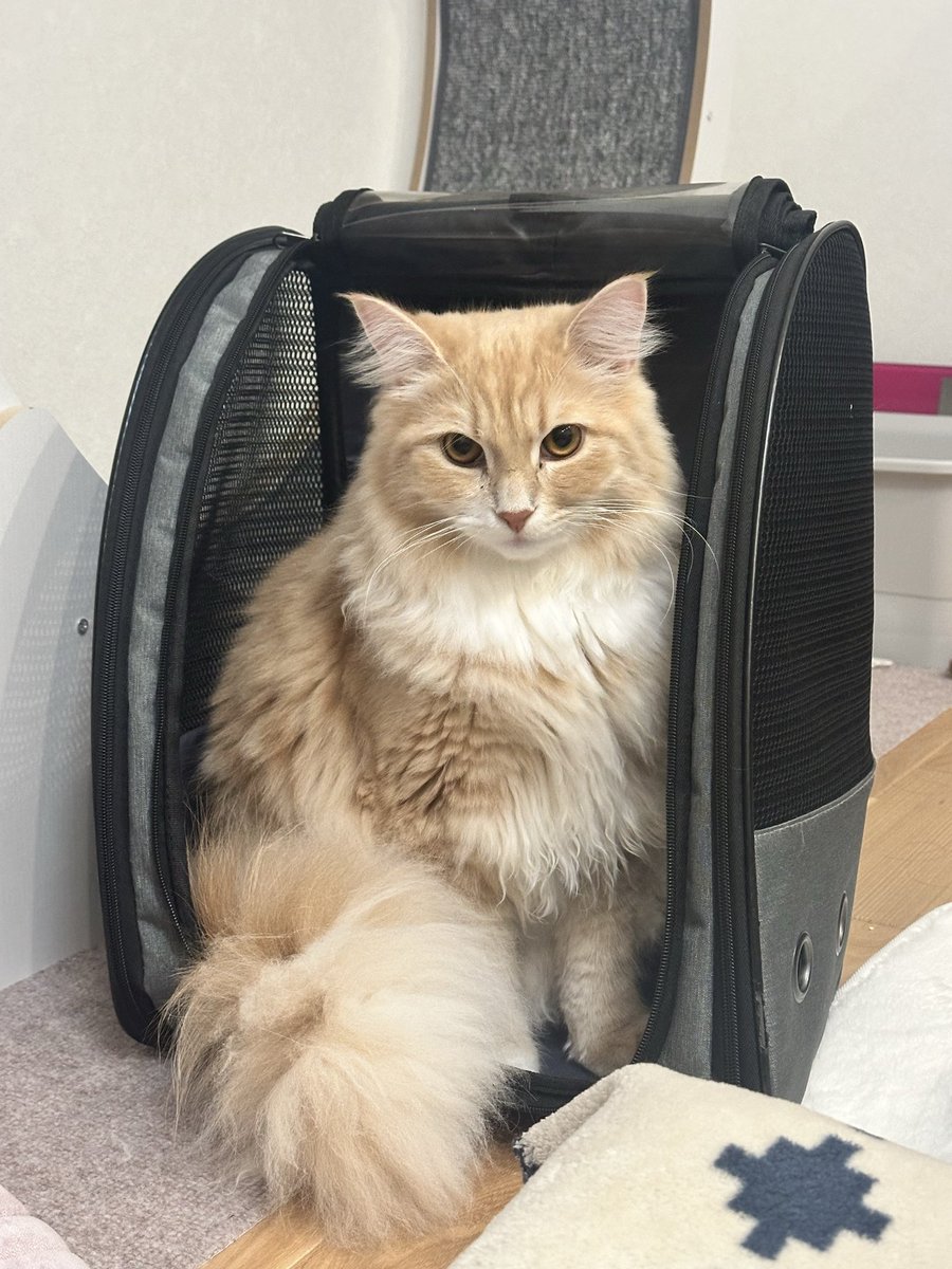 4月にはまだまだ使えそうだったチェリー先輩のキャリーだけど…もう卒業だねー。
ぎゅうぎゅうのみちみちだ🤣