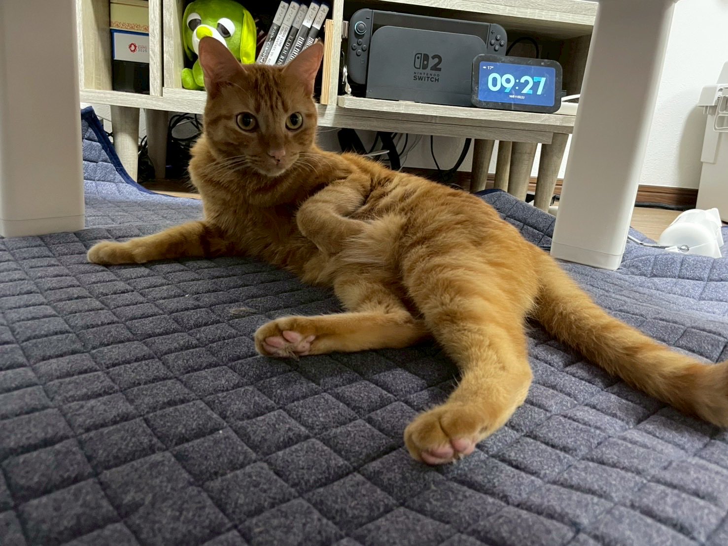 むぎと人間 on X: 