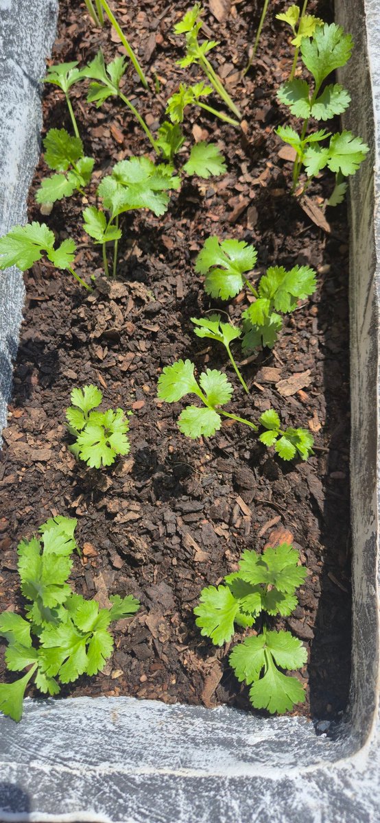 Bok Choy (Pak Choi), cherry tomatoes 🍅 &amp; corriander (cilantros). Happy Sunday 👋, #MunchWithMpho