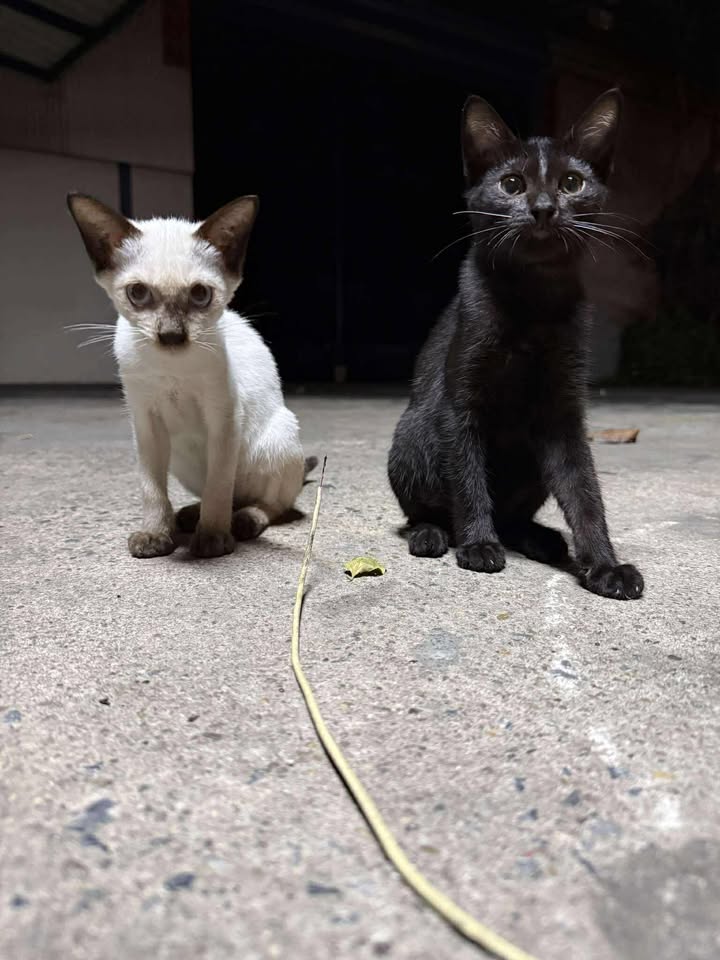 CatsterClub's tweet image. 🏠หาบ้านให้น้องแมว🏠
อายุประมาณ 3-4 เดือน น้องอาศัยอยู่ในตึกร้าง มีคนแถวนั้นแวะเวียนให้อาหารอยู่บ้าง แต่พี่เค้าฝากหาบ้านให้น้องหน่อยค่ะ แถวนั้นมีหมาใหญ่ค่ะ น้องเป็นพี่น้องกันเพศเมียทั้งคู่ กลัวว่าตัวสวยได้บ้านแล้วน้องดำจะไม่ได้บ้าน น้องจะอยู่คนเดียว ขออนุญาตหาบ้านแพ็คคู่นะคะ…