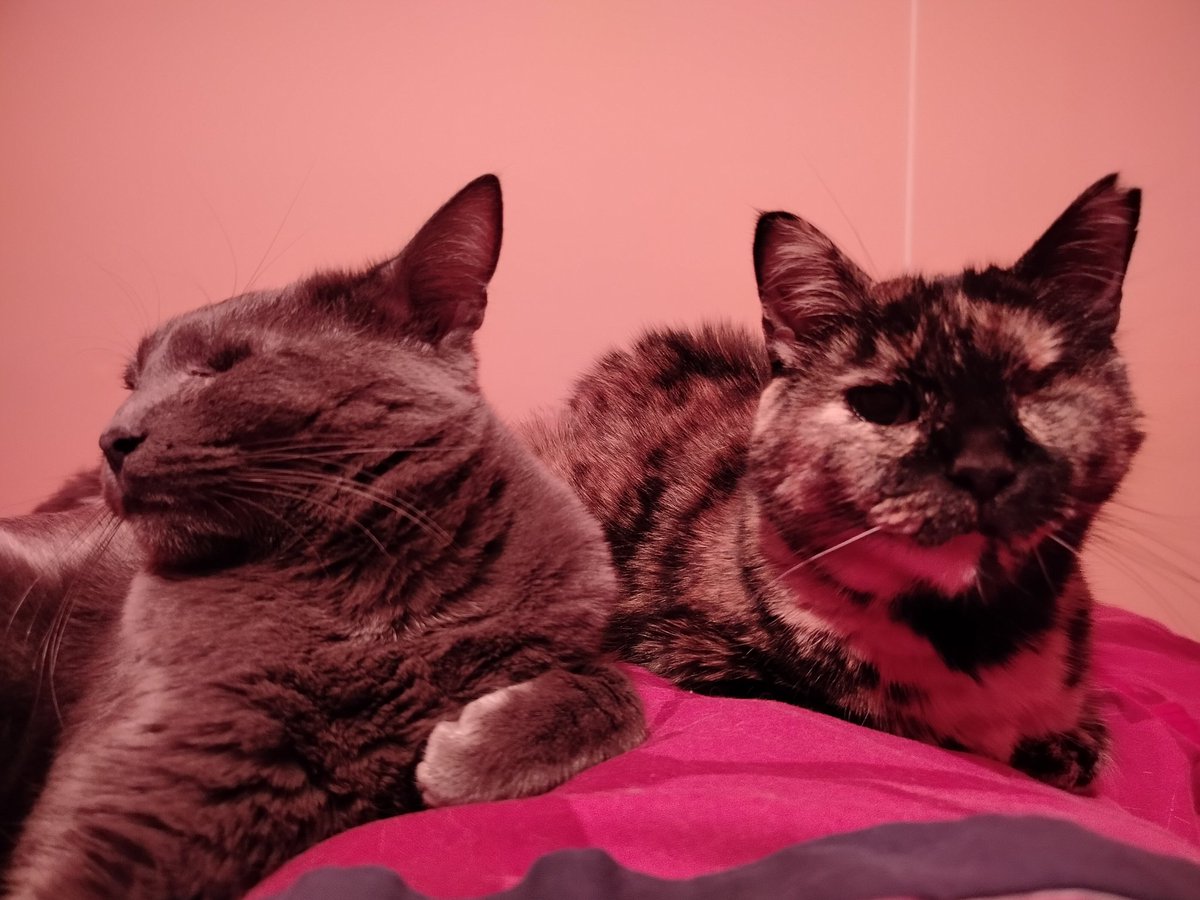 Remolonear en la cama en buena compañía 🥰💜