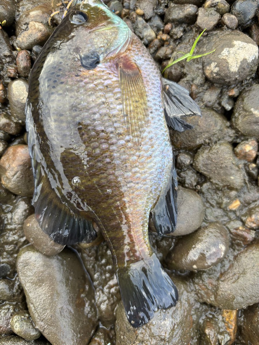 新規開拓、大物狙いに！と
前から気になった場所に水辺まで目視して
これはダメと移動〜🚗
4フィッシュ2バラシ1ギル😁
40アップ釣れてよかった〜😊