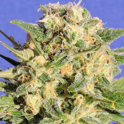 ToroGrow's tweet photo. Original Sensible Seeds - Auto Destroyer (auto/fem.) https://t.co/U7vyvdndtp #Cannabis #гроушоп #torogrow #Seeds #каннабис #семена #TG #ToroGrowshop #Growshop https://t.co/5HoypwQ9n6
