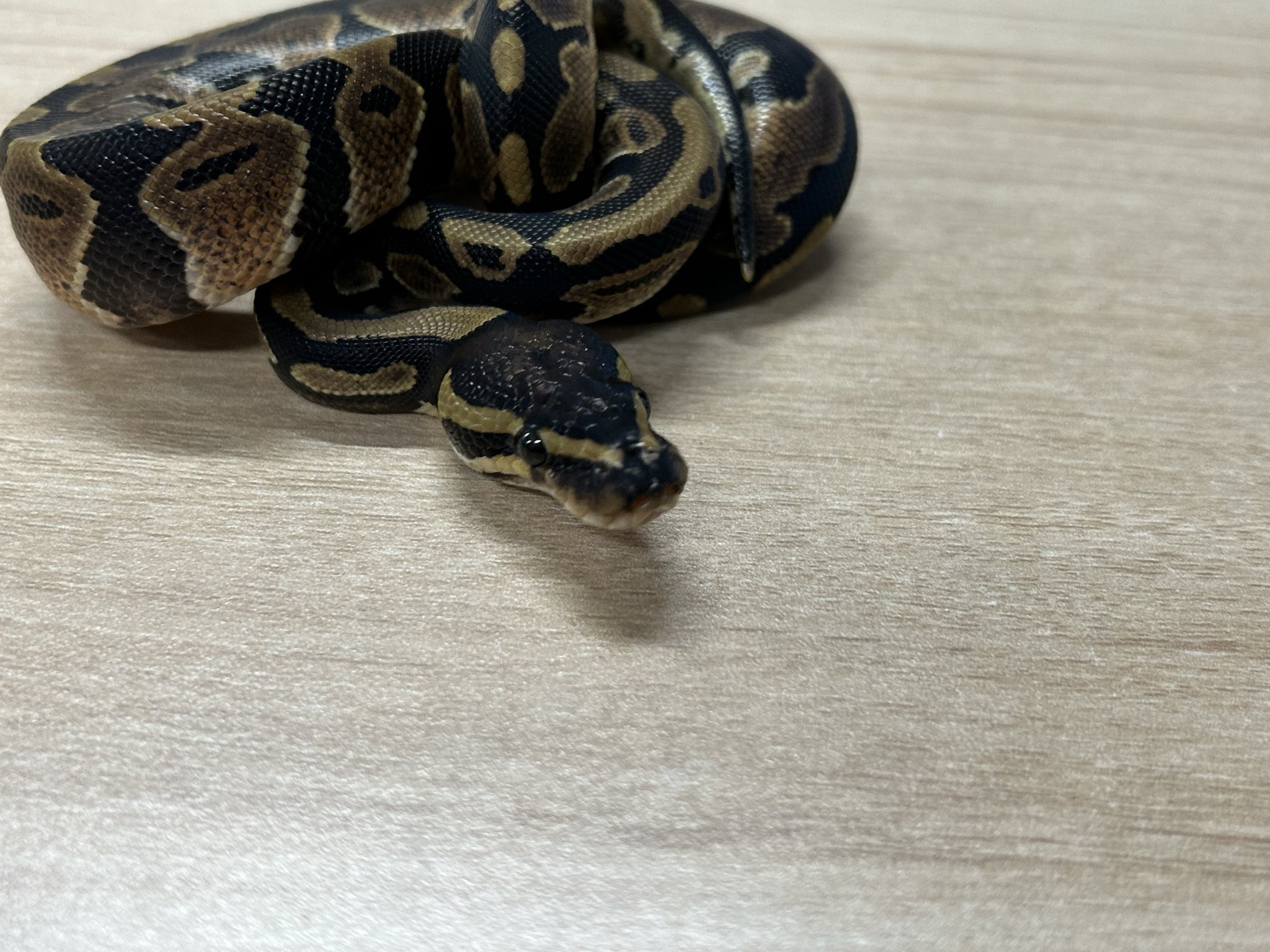 ポールケア　ロッキングシープ　木馬　定価約8万程 ポールケアロッキングシープ木馬定価約8万程