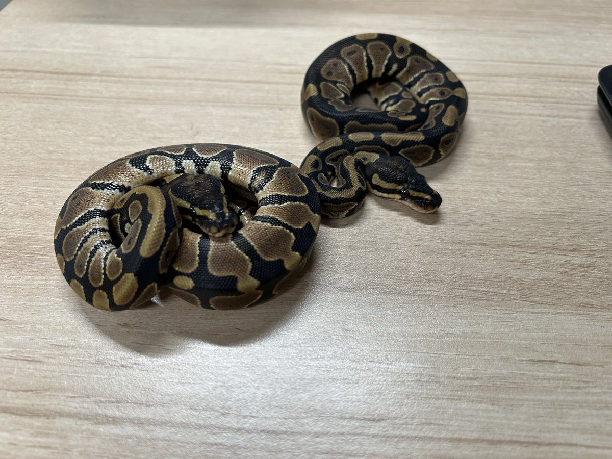 king_kaitori_ST's tweet image. 買い取りました‼️

ボールパイソン
トリックhetパイ66％アルビノ♀
約64g 

2匹います‼️

この生体が気になりましたらお近くのKENNY路面店へお問い合わせ下さい！

最新入荷情報をいち早くお届け‼
フォローをして最新情報をチェック‼
#followme #爬虫類 #爬虫類好きと繋がりたい #ヘビ #蛇