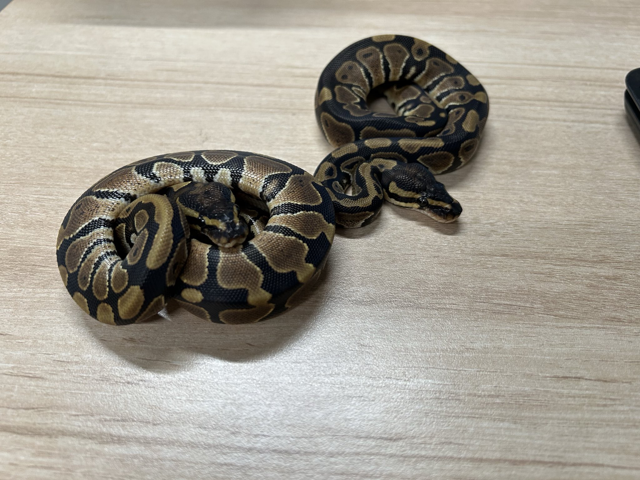 【○○】アルビノボールパイソン蛇の抜け殻脱皮殻2025年巳年金運 ○○】アルビノボールパイソン蛇の抜け殻脱皮殻2025年巳年金運 2025