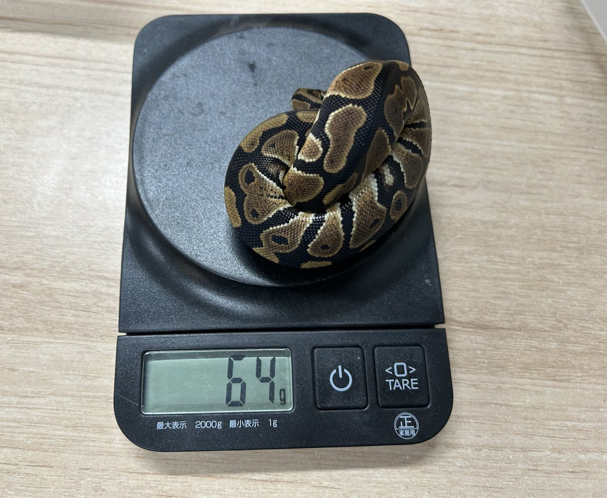 king_kaitori_ST's tweet image. 買い取りました‼️

ボールパイソン
トリックhetパイ66％アルビノ♀
約64g 

2匹います‼️

この生体が気になりましたらお近くのKENNY路面店へお問い合わせ下さい！

最新入荷情報をいち早くお届け‼
フォローをして最新情報をチェック‼
#followme #爬虫類 #爬虫類好きと繋がりたい #ヘビ #蛇
