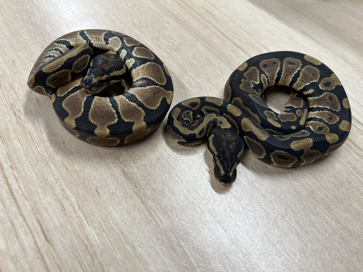 king_kaitori_ST's tweet image. 買い取りました‼️

ボールパイソン
トリックhetパイ66％アルビノ♀
約64g 

2匹います‼️

この生体が気になりましたらお近くのKENNY路面店へお問い合わせ下さい！

最新入荷情報をいち早くお届け‼
フォローをして最新情報をチェック‼
#followme #爬虫類 #爬虫類好きと繋がりたい #ヘビ #蛇