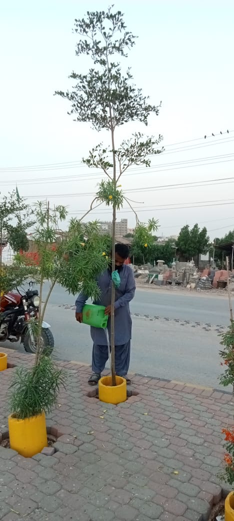 shoukatsamon's tweet photo. روزانہ کی بنیاد پر پاکستان پیپلز پارٹی عوامی میئر حیدرآباد @KashifShoroPPP کی ھدایت پی #HMC حیدرآباد کی مختلف گرین بیلٹس یوٹرن پر ماحولیاتی درختون پودون کو پانی دی جارے ہیں اور گرین بیلٹس کے درمیان ماحولیاتی درختون پودوں کی صفائی کا کام جاری ہے۔

#GreenHyderabad https://t.co/t1o67jRVWI