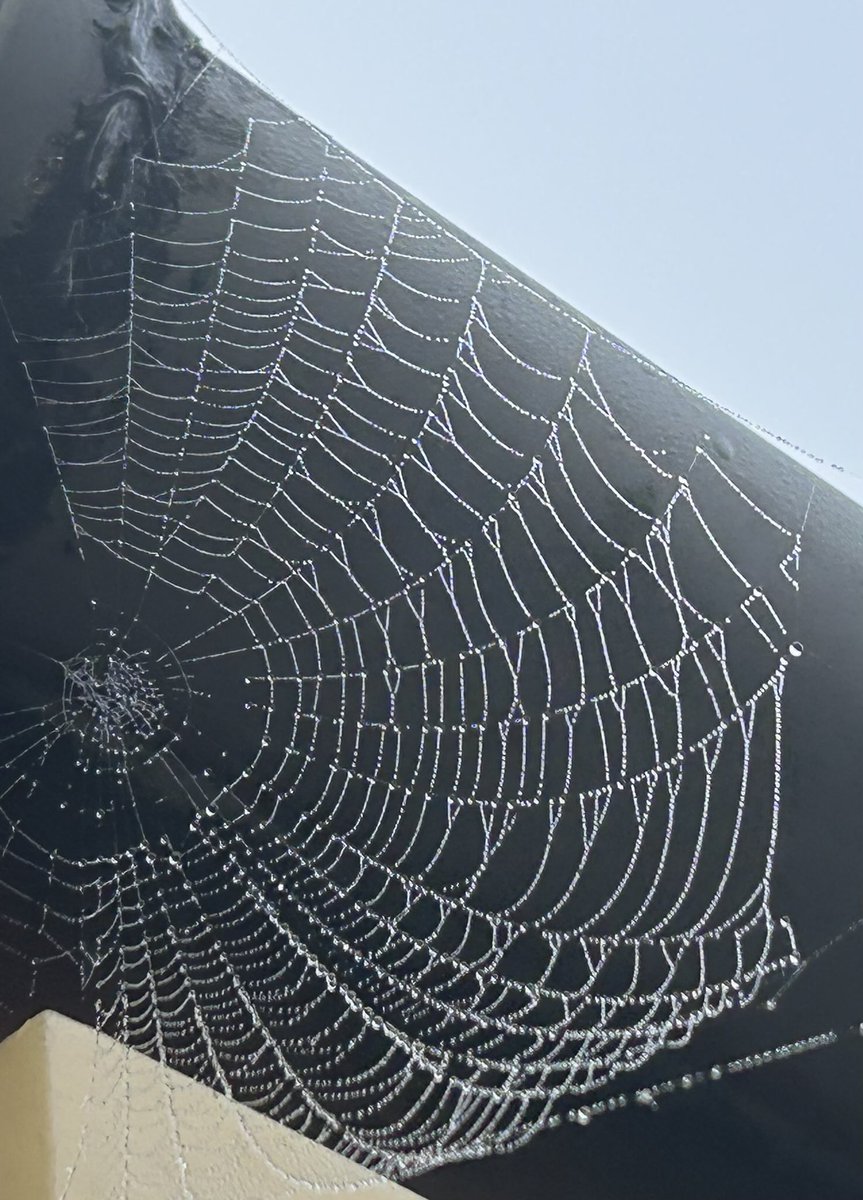 BubblyNas's tweet image. Covered in nature’s jewels this morning #SpiderWeb 🕷️🕸️