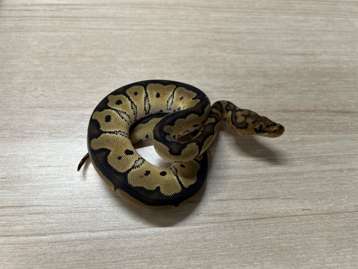 king_kaitori_ST's tweet image. 買い取りました‼️

ボールパイソン
クラウン ♀
約68g 

この生体が気になりましたらお近くのKENNY路面店へお問い合わせ下さい！

最新入荷情報をいち早くお届け‼
フォローをして最新情報をチェック‼
#followme #爬虫類 #爬虫類好きと繋がりたい #ヘビ #蛇