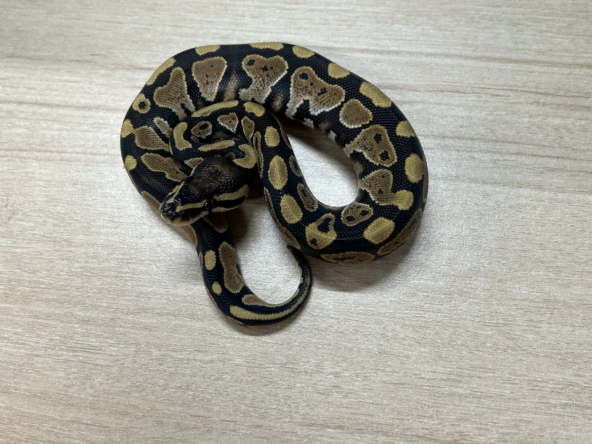 king_kaitori_ST's tweet image. 買い取りました‼️

ボールパイソン
レース　♂
約62g 

この生体が気になりましたらお近くのKENNY路面店へお問い合わせ下さい！

最新入荷情報をいち早くお届け‼
フォローをして最新情報をチェック‼
#followme #爬虫類 #爬虫類好きと繋がりたい #ヘビ #蛇