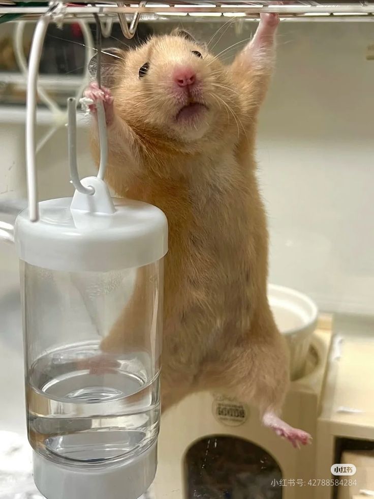 TweetsOfHamster's tweet image. 