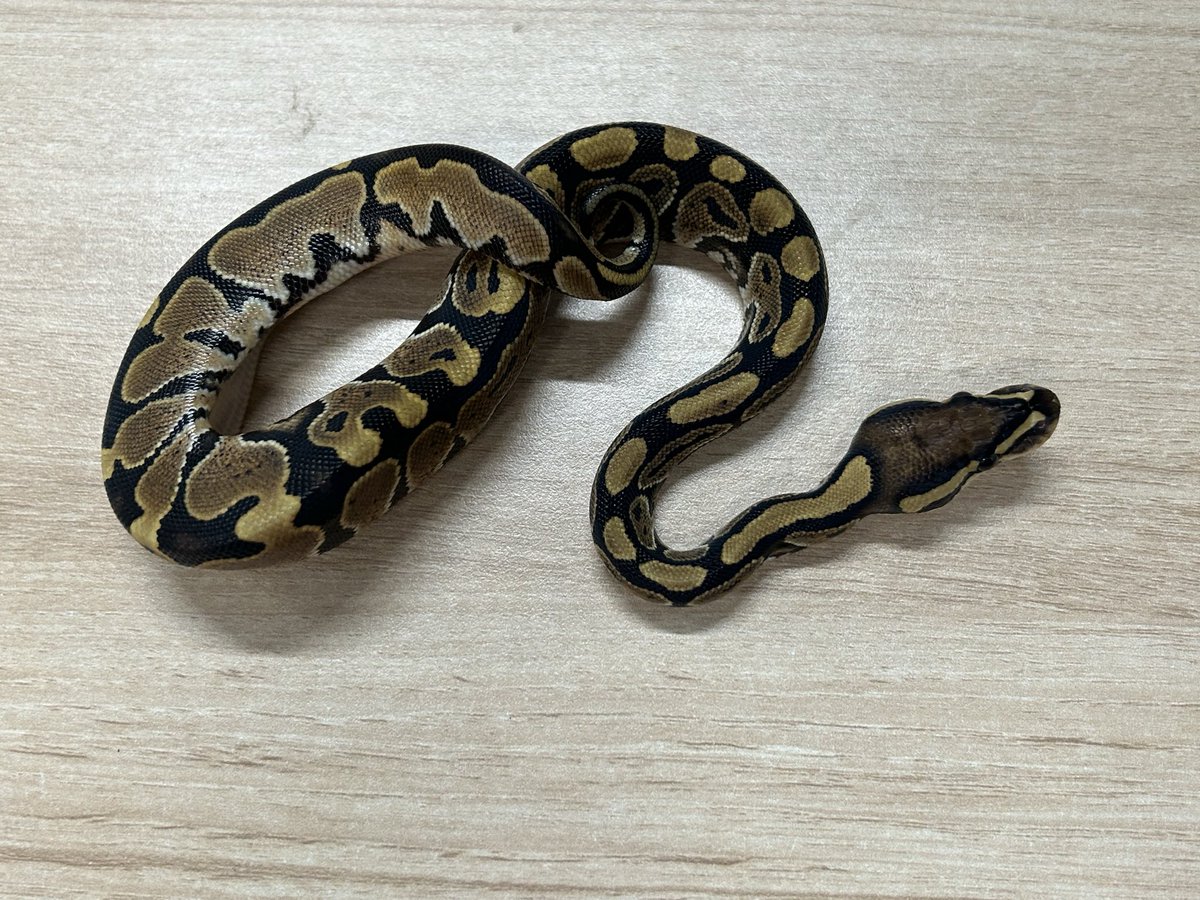 king_kaitori_ST's tweet image. 買い取りました‼️

ボールパイソン
レース　♀
約59g 

この生体が気になりましたらお近くのKENNY路面店へお問い合わせ下さい！

最新入荷情報をいち早くお届け‼
フォローをして最新情報をチェック‼
#followme #爬虫類 #爬虫類好きと繋がりたい #ヘビ #蛇