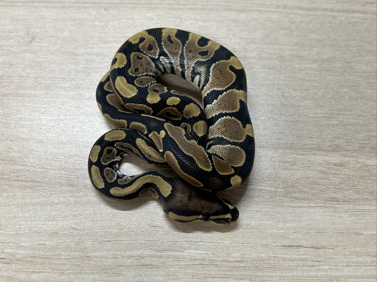 king_kaitori_ST's tweet image. 買い取りました‼️

ボールパイソン
レース　♀
約59g 

この生体が気になりましたらお近くのKENNY路面店へお問い合わせ下さい！

最新入荷情報をいち早くお届け‼
フォローをして最新情報をチェック‼
#followme #爬虫類 #爬虫類好きと繋がりたい #ヘビ #蛇