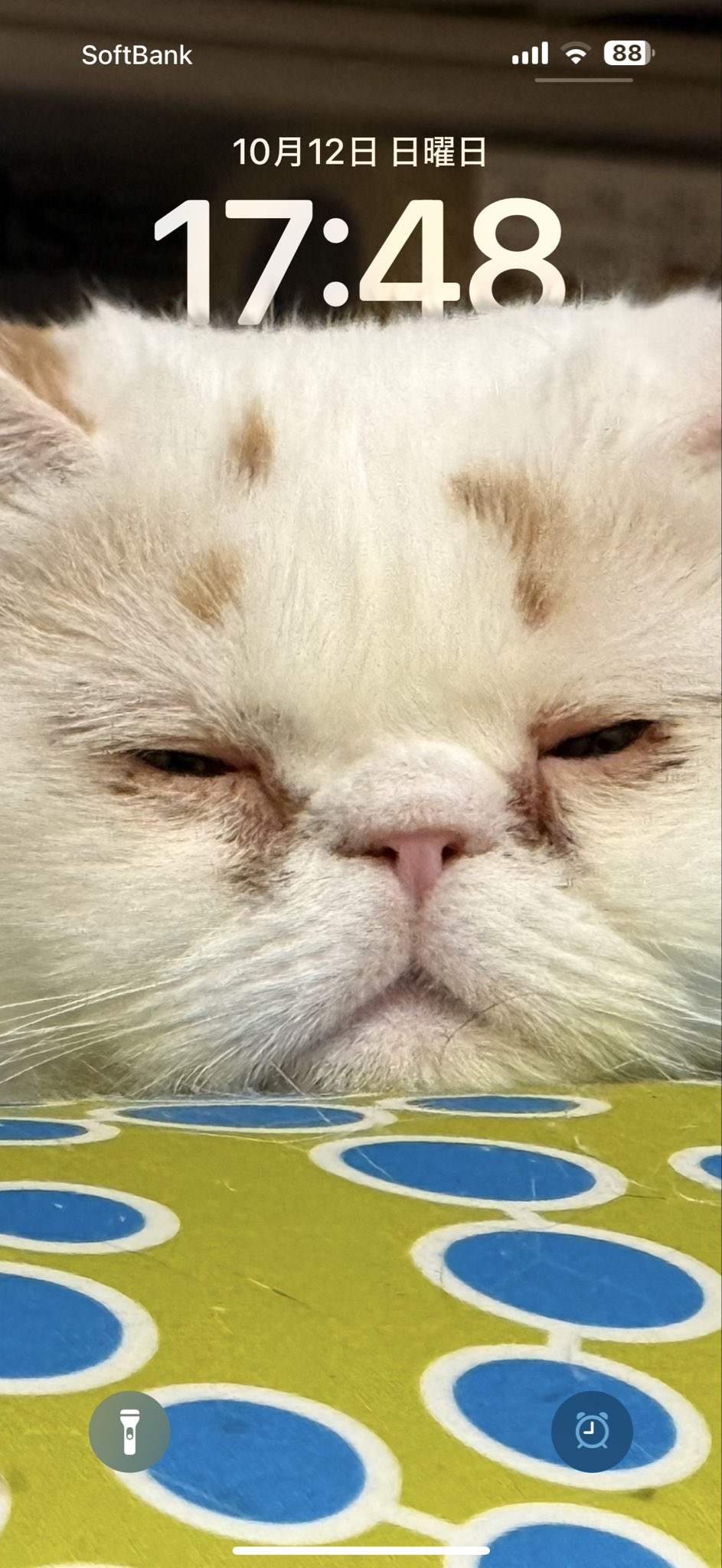 きじとらねこ64 on X: 