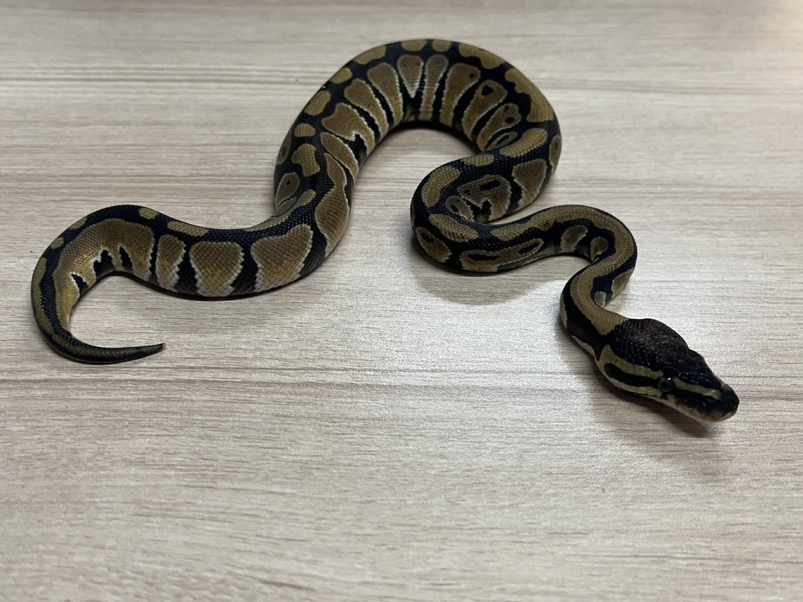king_kaitori_ST's tweet image. 買い取りました‼️

ボールパイソン
ノーマルhetトライストライプ　♂
約93g 

この生体が気になりましたらお近くのKENNY路面店へお問い合わせ下さい！

最新入荷情報をいち早くお届け‼
フォローをして最新情報をチェック‼
#followme #爬虫類 #爬虫類好きと繋がりたい #ヘビ #蛇