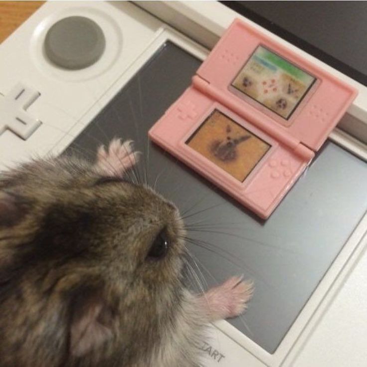Tweets Of Hamster tweet media