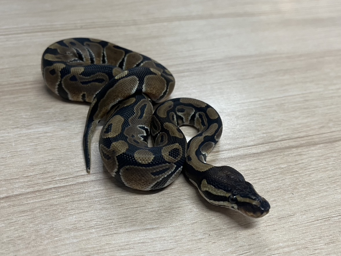 king_kaitori_ST's tweet image. 買い取りました‼️

ボールパイソン
ノーマルhetトライストライプ　♀
約89g 

この生体が気になりましたらお近くのKENNY路面店へお問い合わせ下さい！

最新入荷情報をいち早くお届け‼
フォローをして最新情報をチェック‼
#followme #爬虫類 #爬虫類好きと繋がりたい #ヘビ #蛇