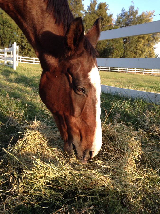 AprilWheeler5's tweet image. @GloriousAllianc Smoothie was grateful for every morsel of food that he got. He loved his carrots and played a nibbling game with K!🥰🥕 Once his teeth got fixed he especially loved apples!🍎 Plenty of alf to eat and he enjoyed sharing his gruel with his Suki!💕#SmoothieSunday