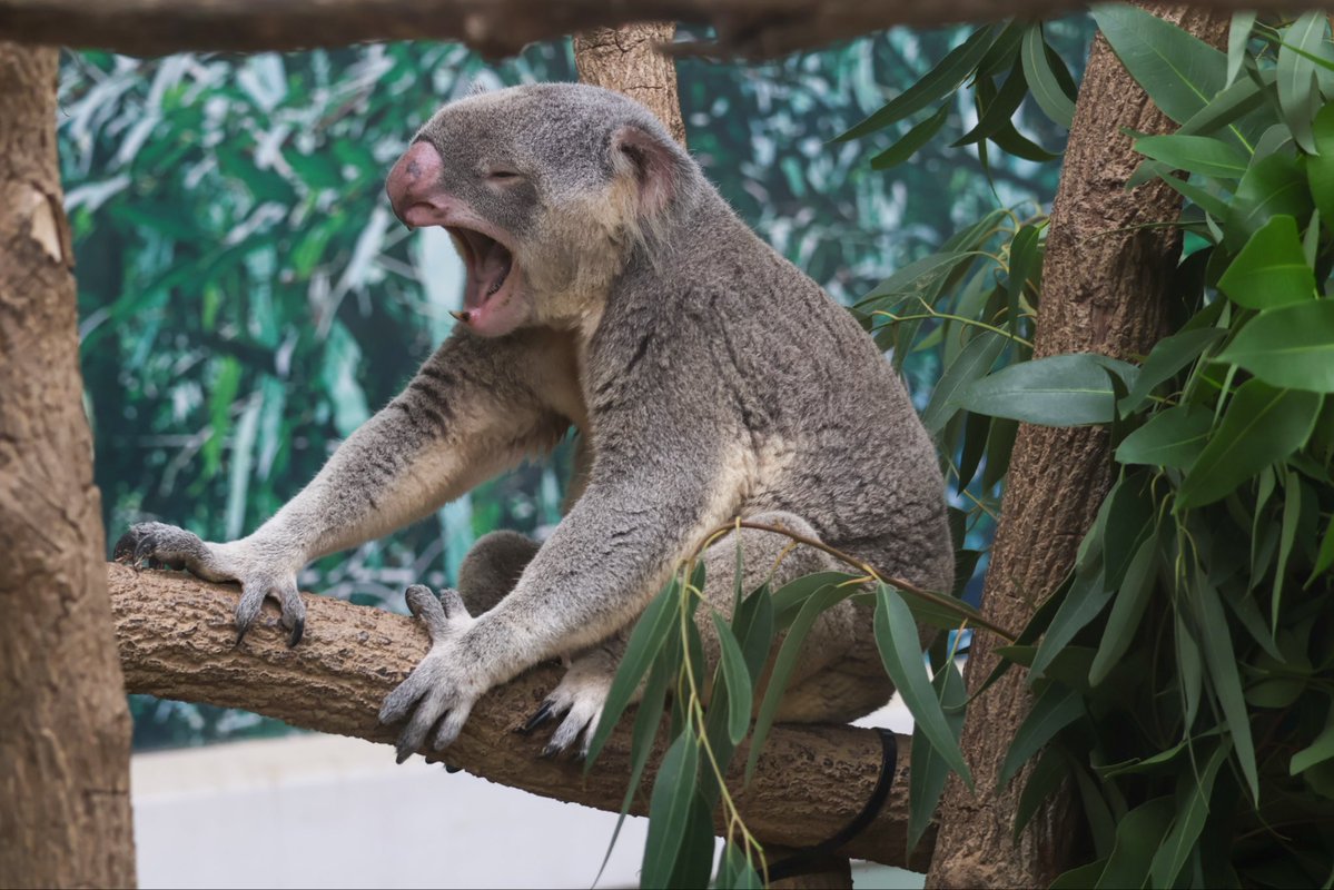 love2koala's tweet image. アの親子のあくび。これはもう同じと言っても過言ではない。
#コアラ #koala 
#アラタ #アーチャー 
#平川動物公園