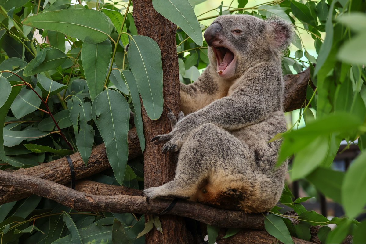love2koala's tweet image. アの親子のあくび。これはもう同じと言っても過言ではない。
#コアラ #koala 
#アラタ #アーチャー 
#平川動物公園