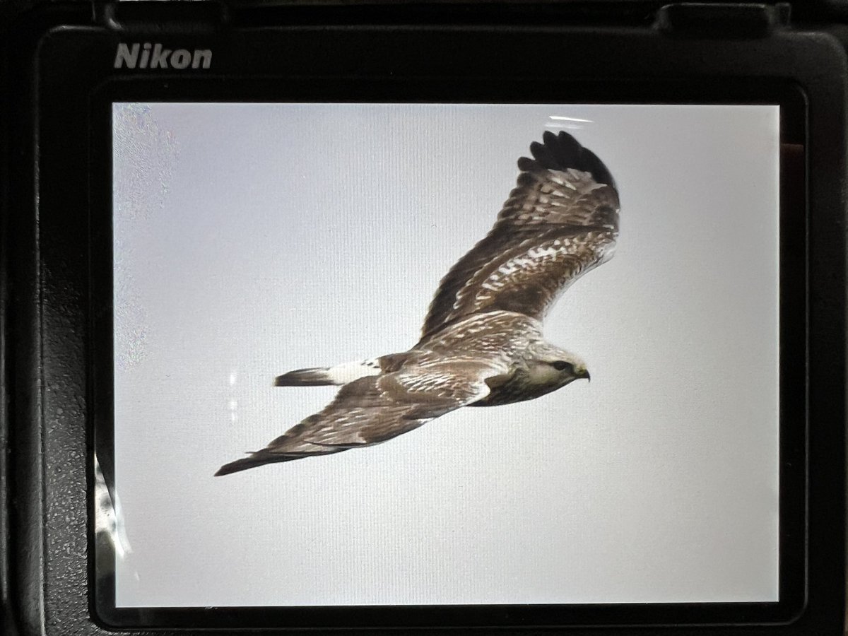 DAN FORDER WILDLIFE - Birds & Nature tweet media