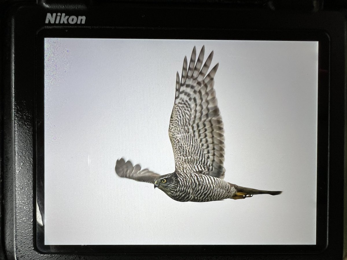 DAN FORDER WILDLIFE - Birds & Nature tweet media