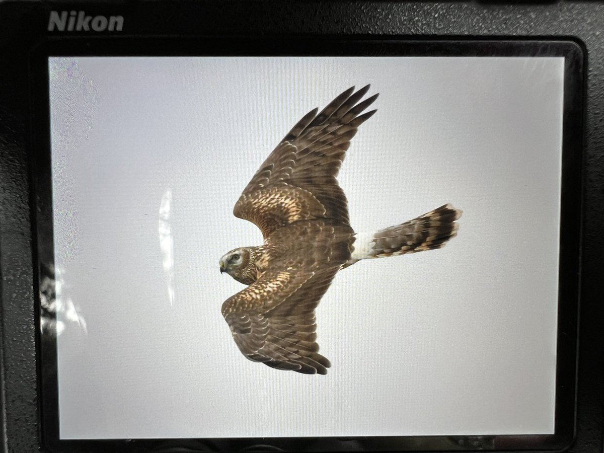 DAN FORDER WILDLIFE - Birds & Nature tweet media