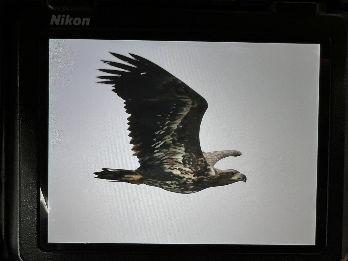 DAN FORDER WILDLIFE - Birds & Nature tweet media