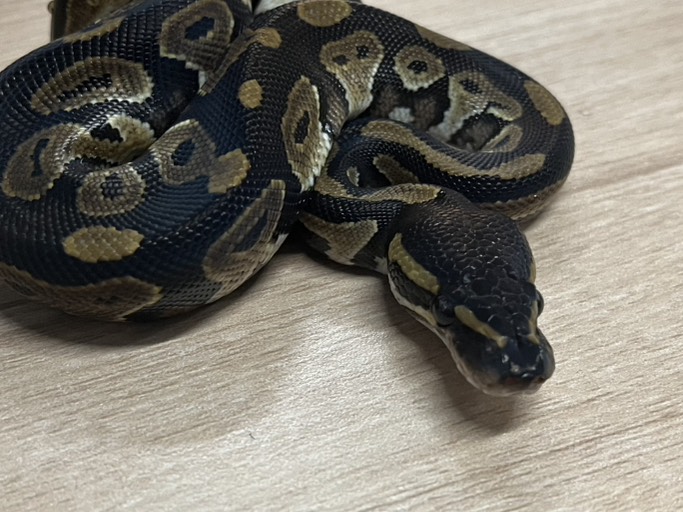 king_kaitori_ST's tweet image. 買い取りました‼️

ボールパイソン
BHトリックhetパイ66%hetアルビノ　♂
約70g 

この生体が気になりましたらお近くのKENNY路面店へお問い合わせ下さい！

最新入荷情報をいち早くお届け‼
フォローをして最新情報をチェック‼
#followme #爬虫類 #爬虫類好きと繋がりたい #ヘビ #蛇