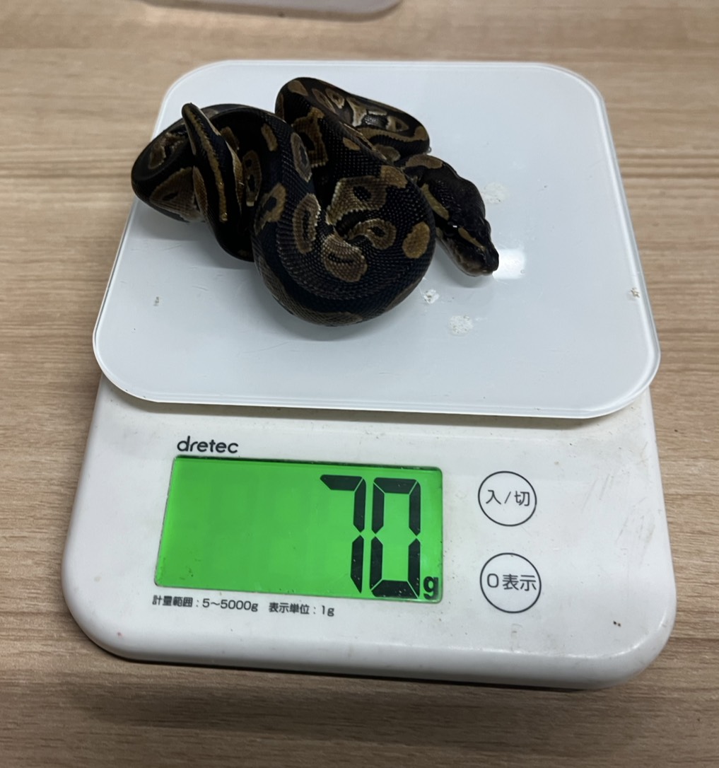 king_kaitori_ST's tweet image. 買い取りました‼️

ボールパイソン
BHトリックhetパイ66%hetアルビノ　♂
約70g 

この生体が気になりましたらお近くのKENNY路面店へお問い合わせ下さい！

最新入荷情報をいち早くお届け‼
フォローをして最新情報をチェック‼
#followme #爬虫類 #爬虫類好きと繋がりたい #ヘビ #蛇