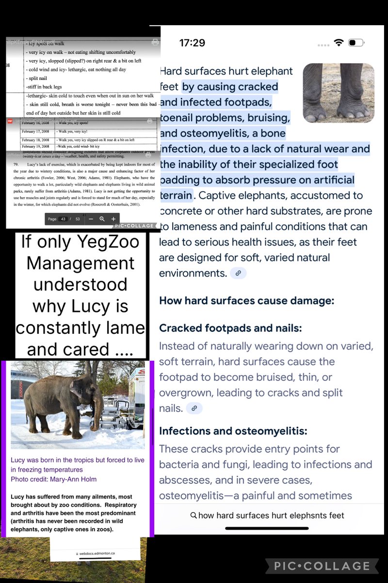 YvonneHooper20's tweet image. @globalnews 😁do you know what causes 🐘foot infections ,stress, every captive illness known to🌍science🤔Or care Yeg CAZA fixed public records to hide 🐘abuse.
you report on #lucy  #elephant know the subject. #Truth  
@BBCWorld 
@DestinationCAN @Canada 
@YourAlberta @cdntourism