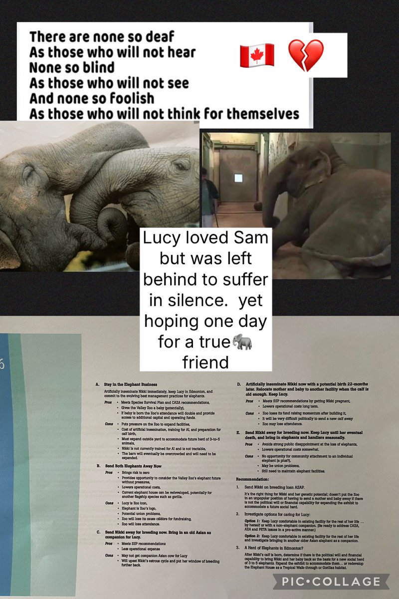 YvonneHooper20's tweet image. @globalnews 😁do you know what causes 🐘foot infections ,stress, every captive illness known to🌍science🤔Or care Yeg CAZA fixed public records to hide 🐘abuse.
you report on #lucy  #elephant know the subject. #Truth  
@BBCWorld 
@DestinationCAN @Canada 
@YourAlberta @cdntourism