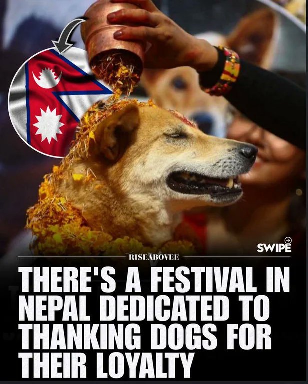 Fun fact.

Kukur Tihar is a festival in Nepal where dogs are worshipped and thanked for their loyalty.