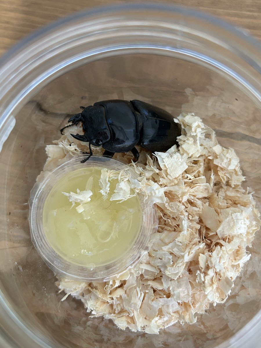 スマトラオオヒラタ♂♀♀トリオ

どなたか欲しいって方いますか？
送料別5千円でと考えています

もし気になる方がいればDMください😊