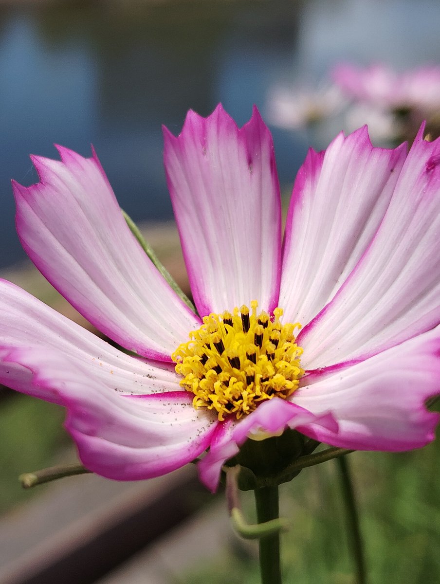 10/12 Sun.
#今日のおはにゃ　　　　　　　甲突川
　 Cosmos

 Tomorrow is a national holiday
　　　　 　　　　　 in Japan 🐹💤  🌇