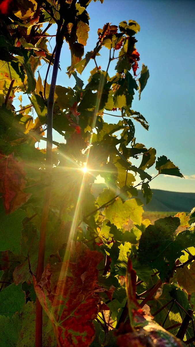Con la maturana tinta ponemos fin a las vendimias 2025, año de poca cantidad pero de mucha calidad en las uvas, a ver después que dicen los nuevos vinos.