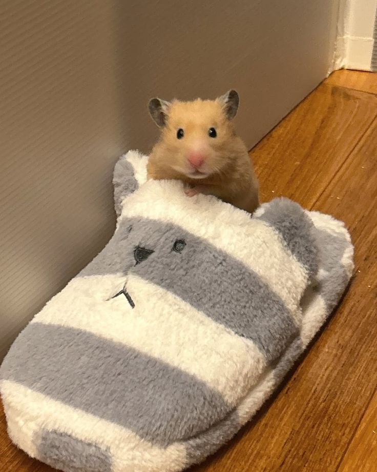 Tweets Of Hamster (@tweetsofhamster) on Twitter photo 