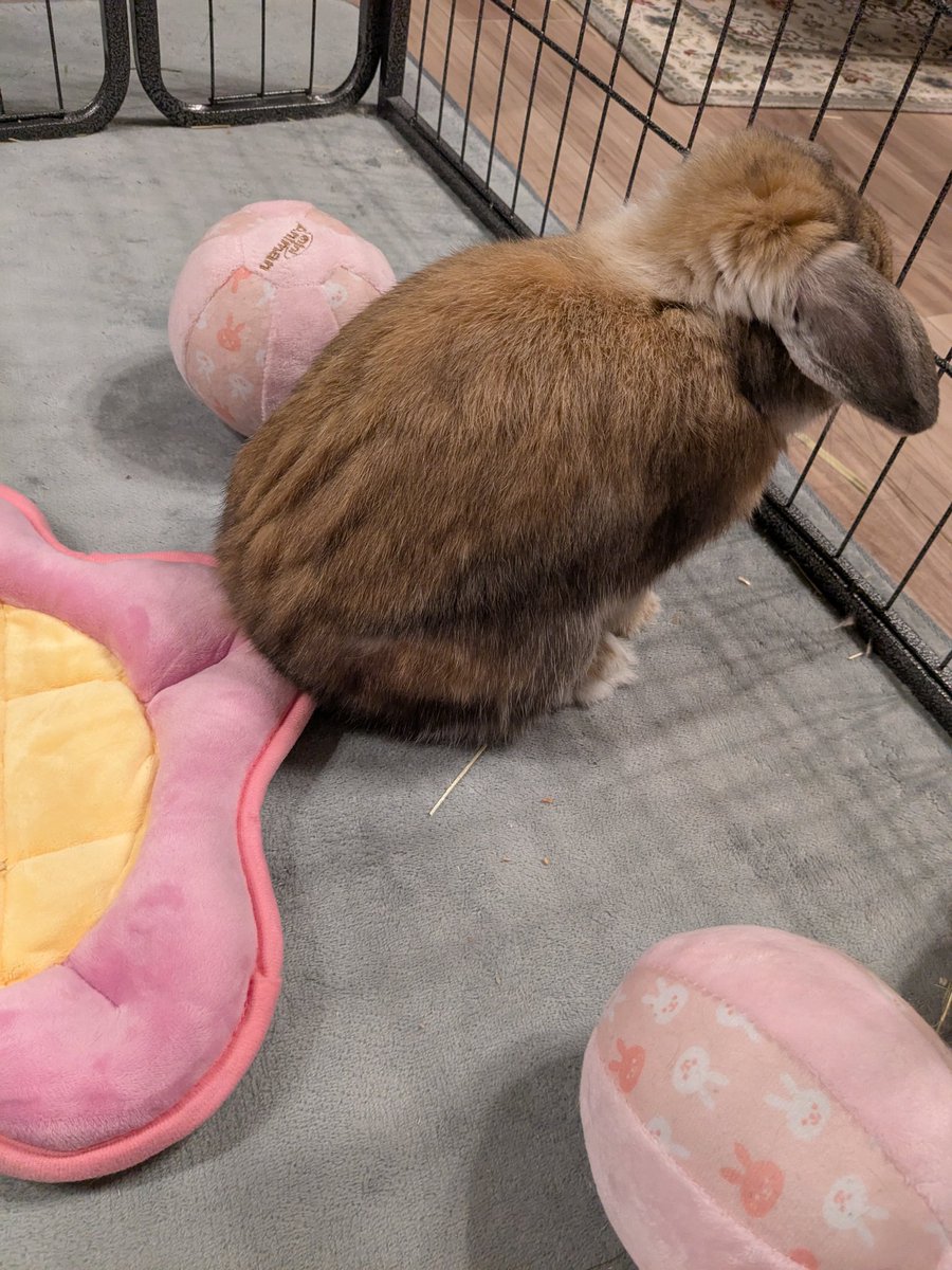 usapon684781's tweet image. 端に腰掛けた✨️
 
#うさぎ
#Rabbit